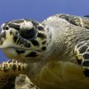 Bluedream Cozumel-Bucea el segundo sistema de arrecifes más grande del mundo