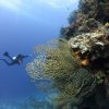 Bluedream Cozumel-Bucea el segundo sistema de arrecifes más grande del mundo