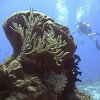 Scuba Gamma-Curso de Buceo Discovery Plus