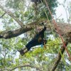 Tropical Tree Climbing-Un día completo para escalar los arboles tropicales en el bosque amazónico