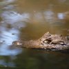 Ecoexperiencias El Salvador-Tour para conocer al caiman cocodrilo en un área protegida