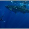Blue H2o Cozumel-Nadar con un tiburón ballena y tour de Buceo