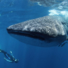 Blue H2o Cozumel-Nadar con un tiburón ballena y tour de Buceo