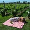 Bodega Alta Vista-Disfruta de un picnic en los viñedos de Altavista