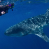 Blue H2o Cozumel-Nadar con un tiburón ballena y tour de Buceo
