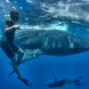 Blue H2o Cozumel-Nadar con un tiburón ballena y tour de Buceo