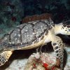 Chucho Underwater-Bucea con un experto en las aguas de Cozumel