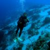 Chucho Underwater-Bucea con un experto en las aguas de Cozumel