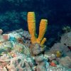 Chucho Underwater-Bucea con un experto en las aguas de Cozumel
