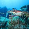 Chuchos Divers-Viajes de Buceo para todos!
