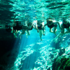 All Tour Native -Rappel, zip y snorkel en una expedición a la Jungla Maya