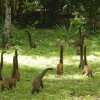 Guatemala Travel-Vuela y conoce la jungla de Petén y las ruinas de Tikal (2 días y 1 noche)