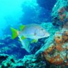 Cozumel Marine World-Discover Scuba Diving