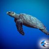 Dive Palancar-Un viaje de snorkel en un barco de fondo de cristal en Palancar