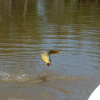 Argentina Anglers-Pescando al pez dorado en el Río Paraná