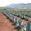 Rancho Verano Distileria De Tequila-Tour degustación de Tequila