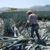 Rancho Verano Distileria De Tequila-Tour degustación de Tequila