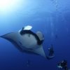 Vallarta Under Sea-Día de Buceo Privado en Puerto Vallarta
