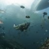 Vallarta Under Sea-Día de Buceo Privado en Puerto Vallarta