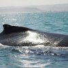 Pacífico Adventures-Avistamiento de ballenas jorobadas en el norte del Perú
