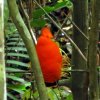 Iwokrama Canopy Walkway- Observacion de aves desde el Canopy Walkway en la selva Iwokrama