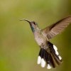 Finca Lerida -Avistamiento de Aves en el Bosque Tropical de Boquete