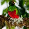 Finca Lerida -Avistamiento de Aves en el Bosque Tropical de Boquete