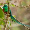 Finca Lerida -Avistamiento de Aves en el Bosque Tropical de Boquete