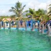 Waterland-Nada  con delfines en Waterland