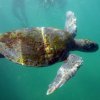 Spondylus Escuela De Buceo-Descubre tu pasión con una clase de Buceo