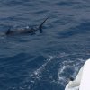 True Blue Sport Fishing-Pesca del pez Vela en  Granada