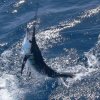 True Blue Sport Fishing-Pesca del pez Vela en  Granada