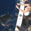True Blue Sport Fishing-Pesca del pez Vela en  Granada