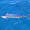 True Blue Sport Fishing-Pesca del pez Vela en  Granada