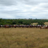 Huellas Cabalgatas Por Uruguay-Cabalgata en Los Hermosos Paisajes de Uruguay