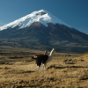 Lonely Summits Climbing And Outdoor Travel-3 Dias Escalando Cotopaxi
