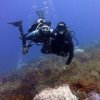 Scuba Mau-Enamorate de la belleza indiscutible de los arrecifes de coral de Cozumel