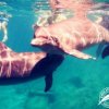 Dolphin Discovery-Nada, juega y asombrate mientras interactúas con amigables delfines