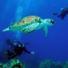 Babieca Dive Center-Completa un Curso de Aguas Abiertas en Quintana Roo