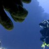 Blue Project Dive Shop-Estudia la vida marina de Cozumel en un viaje de buceo