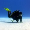 Blue Project Dive Shop-Estudia la vida marina de Cozumel en un viaje de buceo