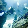 Blue Magic Scuba-Conoce la vida acuática, buceando con Blue Magic