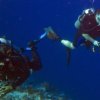 Blue Magic Scuba-Conoce la vida acuática, buceando con Blue Magic