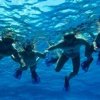 Tigers Adventures-Disfruta de un divertido tour de snorkel en la Riviera Maya, Cozumel