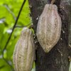 Cacao Junajpu-¡Un tour de chocolate espectacular, aprende sobre el proceso del cacao!