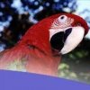 Birding Escapes-Observa hasta 887 especies de aves exoticas