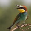 Birding Escapes-Observa hasta 887 especies de aves exoticas