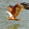 Birding Escapes-Observa hasta 887 especies de aves exoticas