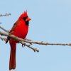Birding Escapes-Observa hasta 887 especies de aves exoticas