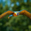 Birding Escapes-Observa hasta 887 especies de aves exoticas